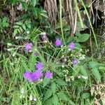 Cyanthillium cinereum Flower