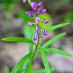 Polygala polygama Цветок