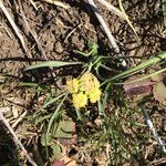 Lomatium triternatum Λουλούδι