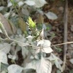 Tetramerium nervosum Flower