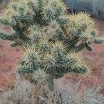 Cylindropuntia echinocarpa ᱥᱟᱠᱟᱢ