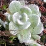 Chersodoma antennaria Hoja