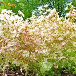 Saxifraga rosacea Агульны выгляд