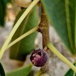 Ficus cordata Fruto