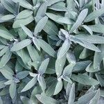 Salvia officinalis Folha