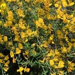 Cytisus spinosus Flower