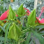 Hibiscus coccineus Flower