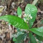 Psychotria schweinfurthii Blatt