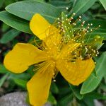 Hypericum canariense Flower