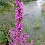 Lythrum virgatum Fiore