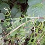 Jacobaea erucifolia Leaf