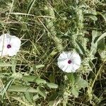 Ipomoea mombassana Hàbitat