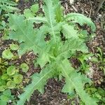 Papaver somniferumFolha