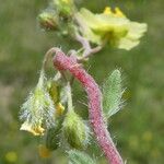 Helianthemum oelandicum Bark