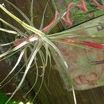 Tillandsia schiedeana 形態