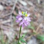 Polygala curtissii Flower