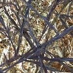 Brassica juncea बार्क (छाल)