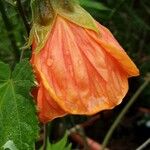 Callianthe picta Flower