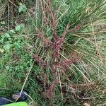 Rumex aquaticus Blad