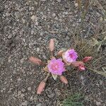 Lewisia rediviva Lorea