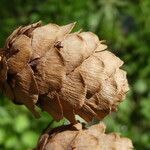 Larix sibirica Frucht