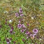 Thymus serpyllumFlower