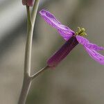 Moricandia arvensis Blomma