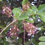 Hirtella paniculata Flor