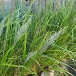 Calamagrostis arundinaceaപുഷ്പം