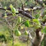 Helinus integrifolius Frukto