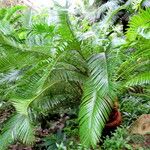 Cycas taiwaniana Alkat (teljes növény)