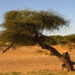 Vachellia tortilis Hábito