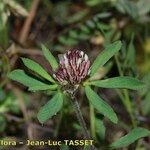 Trifolium bocconei फूल