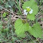 Alliaria petiolata Blad