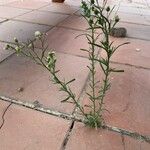 Erigeron bonariensis Flors