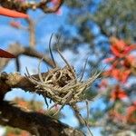 Erythrina flabelliformis برگ