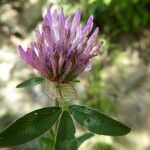 Trifolium pratense Fleur