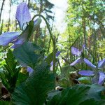Viola cucullata Virág