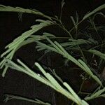 Acacia angustissima Hoja