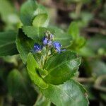 Veronica beccabunga Flower