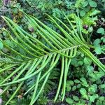 Blechnum marginatum