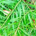 Freycinetia cumingiana Leaf