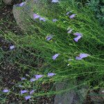 Penstemon dasyphyllus