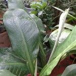Dieffenbachia parlatorei Leaf