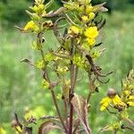 Dasistoma macrophylla Bloem