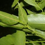 Lonchocarpus atropurpureus पत्ता