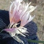 Colchicum szovitsii Flor