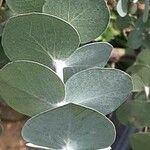 Eucalyptus pulverulenta Blad