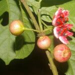 Siparuna thecaphora Fruit