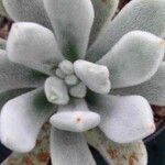 Echeveria pulvinata Ліст